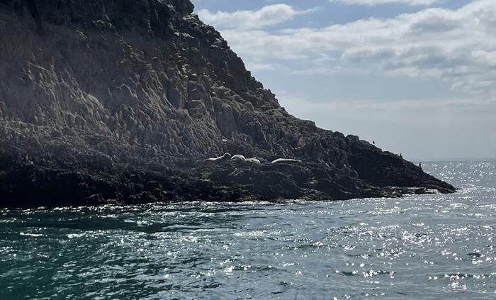 Seals Sunbathing